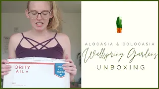 Wellspring Garden's Elephant Ear  Houseplant Unboxing!