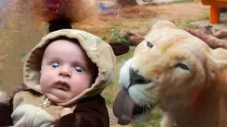 RUN NOW - Funny Babies Scared of Seeing Animals #2 ★ Funny Babies and Pets