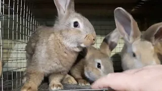 Породистые или безпородные кролики, что лучше?