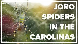 Invasive Joro spiders could spread along the East Coast