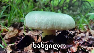 ხახვილო - Russula virescens