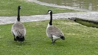 Geese honking!