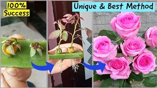 New Idea:How to grow rose plant from rose buds|Propagate Rose Buds|Rose Plant| Rose Garden|Rose Buds