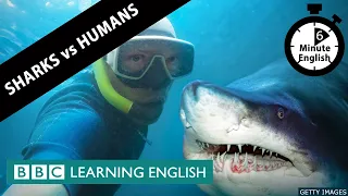Which are more dangerous: sharks or humans? - 6 Minute English
