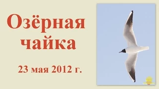 Озёрная чайка 23 мая 2012