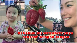 KALAP PANEN STRAWBERRY JUMBO XXL DI AUSTRALIA || STRAWBERRY JUMBO MERAH DAN MANIS