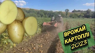 врожай картоплі 2023 || копання картоплі || як заробити в селі