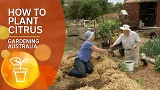 How to plant citrus: The Ian Tolley Way