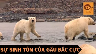 🦁 Gấu Bắc Cực Sinh Tồn Như Thế Nào | Thế Giới Động Vật Hoang Dã