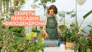 Секреты пересадки Филодендронов