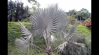 How to Grow Bismarckia Nobilis Palm from Seed 🌴