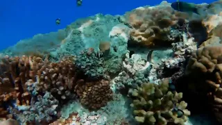 Красота подводного мира. Музыка и гармония /The beauty of the underwater world. Music and harmony.