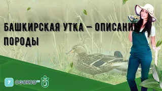 Башкирская утка — описание породы