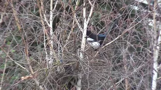MAGPIES BUILDING A NEST