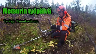 Metsurin työpäivä