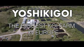THE BIGGEST KOI FARM IN EUROPE YOSHIKIGOI