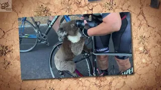 Thirsty Koala Stops To Drink From Cyclist's Water Bottle