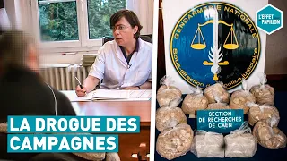 LA DROGUE DES CAMPAGNES - L'Effet Papillon