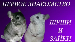 Первая встреча Шуши и Зайки