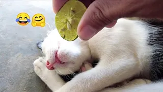 Funniest Cats and Dogs 🐈🐕 Part 34