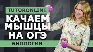 Биология | Все о мышцах. Подготовка к ОГЭ.