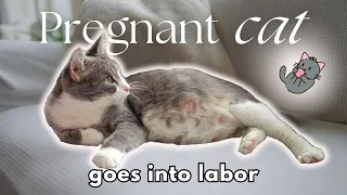 Pregnant Cat Goes Into Labor! | Our first foster cat VLOG