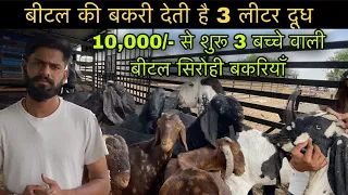 ₹10,000/-@How to start goat/farming |(@India's largest goat farming)@national bakra king goat farm