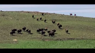 Bison at @TallgrassPrairieCntr