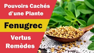 Fenugrec : Bienfaits et Vertus miraculeux !