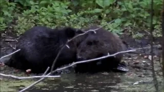 фотоохота на бобра