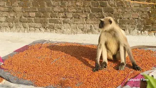 Langur Monkey Eating Chickpea On Terrace | Indian Black Face Monkey In Urban Areas