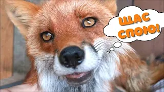 Red Fox Vocalizations: Fox Barking and Fox Whining