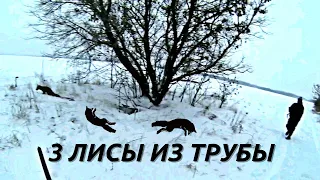 Охота с ягдтерьером. 3 лисы. Fox Hunt with Jagdterrier.