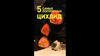 Топ 5 самых популярных цихлид  #Shorts