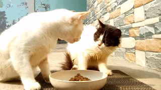 Don't disturb my food | Adorable Cats Drama