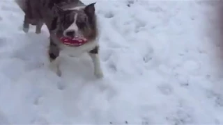 Jude, the Australian Shepherd from Bowling Green, Ky., Playing Ball In the Snow