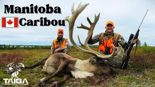 Two Bulls Down! Hunting Northern Manitoba's Caribou Migration