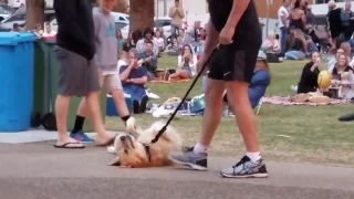 Perro hace "pataleta" para no dejar el parque (finge estar muerto)