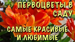 МОРЕ ЦВЕТОВ УЖЕ В МАЕ! Прогулка ПО ВЕСЕННЕМУ саду. Самые КРАСИВЫЕ и ЛЮБИМЫЕ многолетники