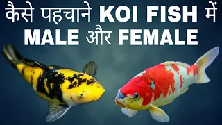 Koi Fish में Male और Female कैसे पहचाने