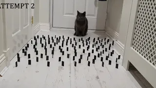 Cat obstacle challenge