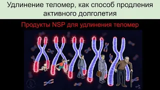 Удлинение теломер, как способ продления активного долголетия. Продукты NSP,  удлиняющие теломеры