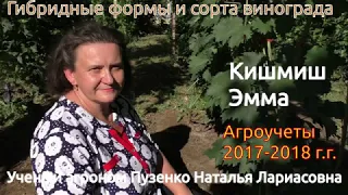 Виноград Кишмиш Эмма- селекция Калугина В.М. на участке Пузенко Натальи Лариасовны