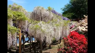 Открой для себя Японию. 日本を発見してください。 花と音楽。