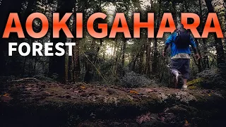 The Reality of Hiking Aokigahara Forest - A Peaceful Day Trip!