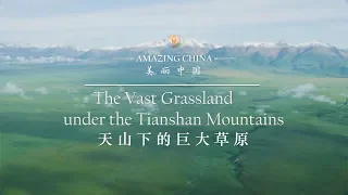 【Amazing China】The Vast Grassland under the Tianshan Mountains | iPanda