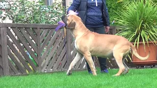 Dogo Canario Rüde Carus von den Pretorianern 3 Jahre alt 63 kg.