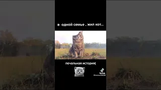 У кого есть сердце поставьте лайк ради этого милого кота😿