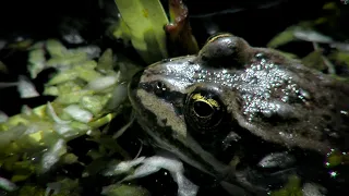 Frog Eats Butterfly!