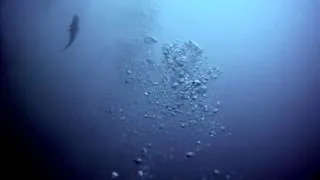 Sand Tiger Sharks on the Markham Wreck Dive Site